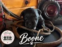 Boone, a male Miniature Schnauzer for sale in Bennington, OK – 1 of 4