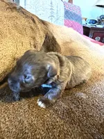 Carmel, a female Miniature Schnauzer for sale in Bennington, OK – 3 of 6