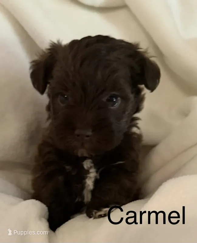 Carmel – Miniature Schnauzer puppy for sale in Bennington, OK