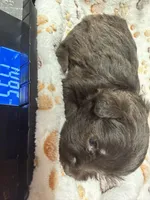 Carmel, a female Miniature Schnauzer for sale in Bennington, OK – 4 of 6