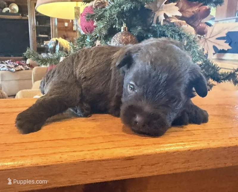 Mccoy – Miniature Schnauzer puppy for sale in Bennington, OK