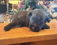 Mccoy, a male Miniature Schnauzer for sale in Bennington, OK – 1 of 4