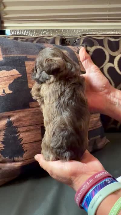 Carmel, a female Miniature Schnauzer for sale in Bennington, OK – 6 of 6