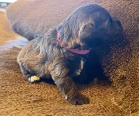 Carmel, a female Miniature Schnauzer for sale in Bennington, OK – 2 of 6