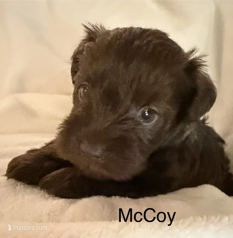 Mccoy – Miniature Schnauzer puppy for sale in Bennington, OK