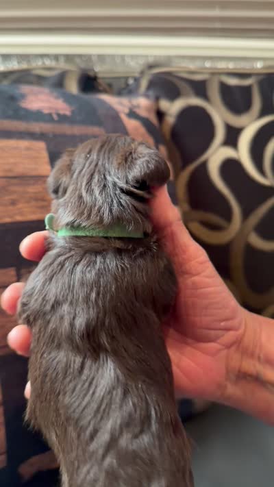 Dutch, a male Miniature Schnauzer for sale in Bennington, OK – 4 of 4