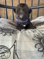 Swiss, a female Miniature Schnauzer for sale in Bennington, OK – 2 of 3