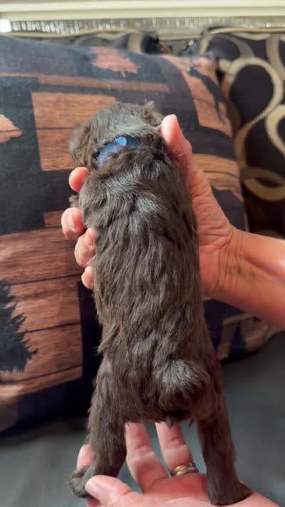 Mccoy, a male Miniature Schnauzer for sale in Bennington, OK – 3 of 4