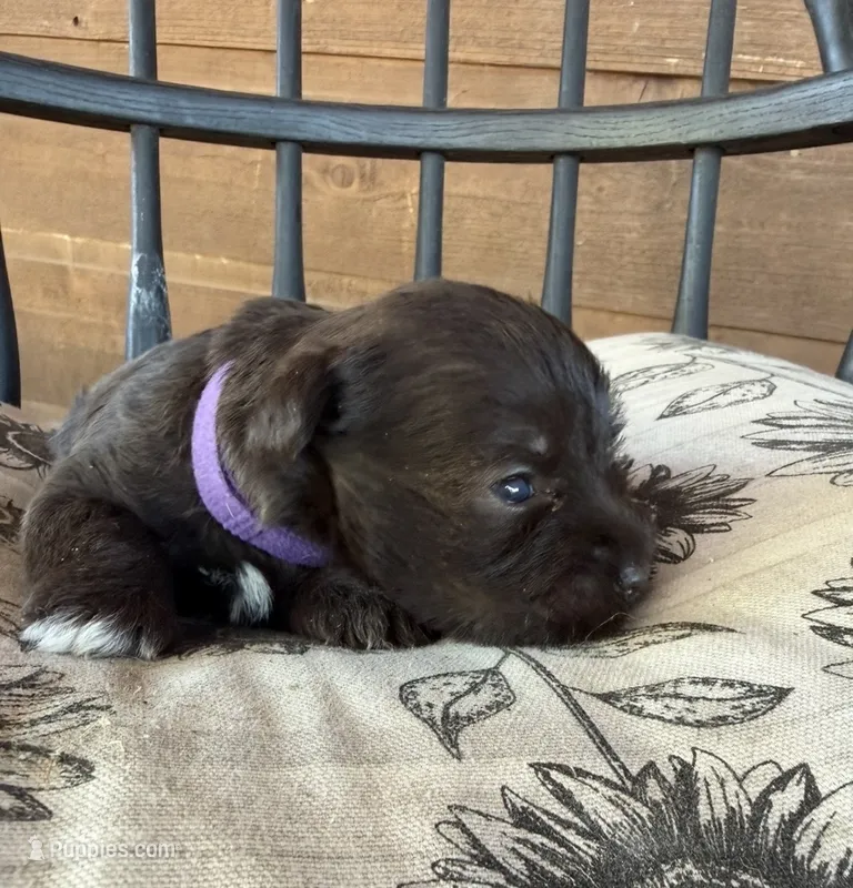 Swiss – Miniature Schnauzer puppy for sale in Bennington, OK
