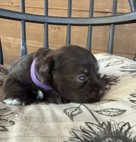 Swiss, a female Miniature Schnauzer for sale in Bennington, OK – 1 of 3