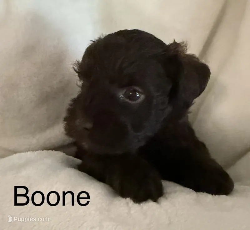 Boone – Miniature Schnauzer puppy for sale in Bennington, OK