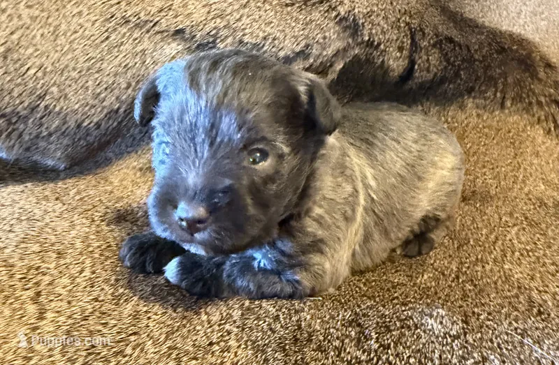 Carmel – Miniature Schnauzer puppy for sale in Bennington, OK