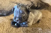 Carmel, a female Miniature Schnauzer for sale in Bennington, OK – 1 of 6