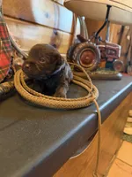 Mccoy, a male Miniature Schnauzer for sale in Bennington, OK – 2 of 4