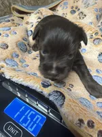 Dutch, a male Miniature Schnauzer for sale in Bennington, OK – 3 of 4