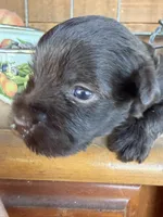 Dutch, a male Miniature Schnauzer for sale in Bennington, OK – 2 of 4