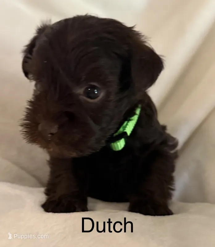 Dutch – Miniature Schnauzer puppy for sale in Bennington, OK