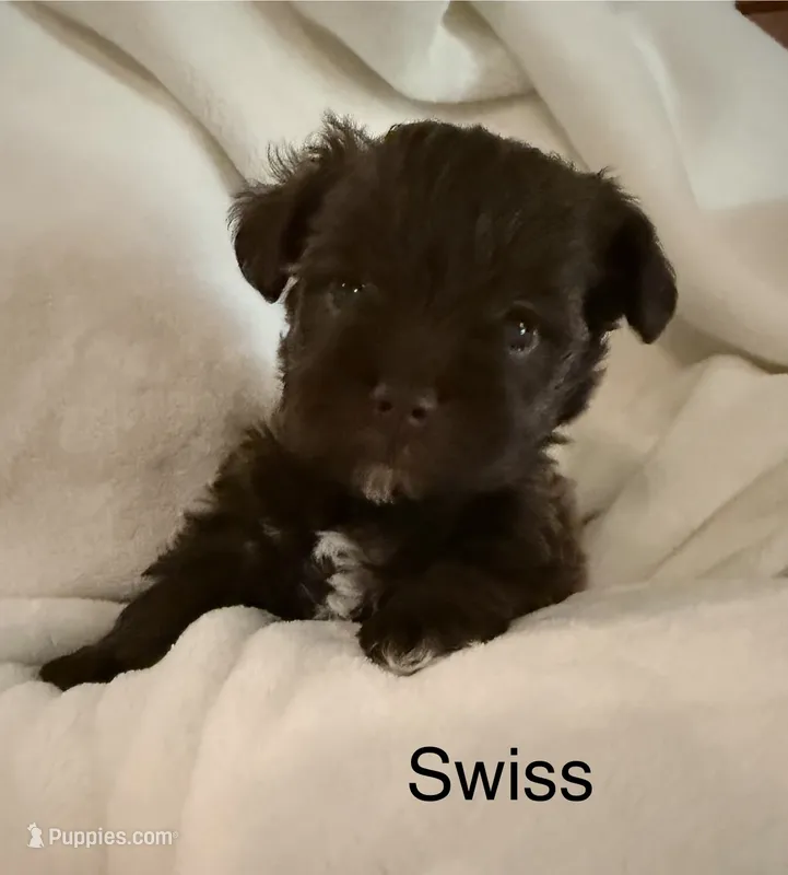 Swiss – Miniature Schnauzer puppy for sale in Bennington, OK