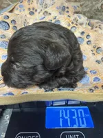 Swiss, a female Miniature Schnauzer for sale in Bennington, OK – 3 of 3