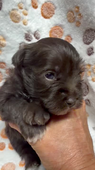 Mccoy, a male Miniature Schnauzer for sale in Bennington, OK – 4 of 4