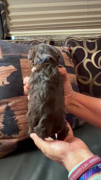 Boone, a male Miniature Schnauzer for sale in Bennington, OK – 3 of 4