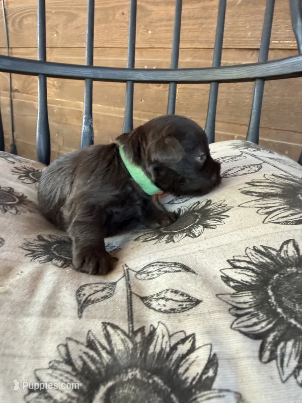 Dutch – Miniature Schnauzer puppy for sale in Bennington, OK