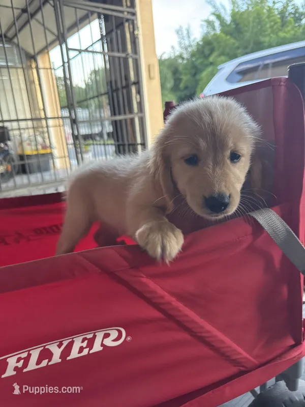 Ms Yellow – Golden Retriever puppy for sale in Orlando, FL