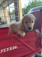 Ms Yellow, a female Golden Retriever for sale in Orlando, FL – 1 of 1