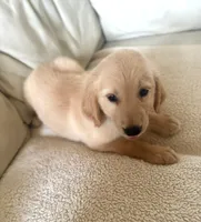 Fiona Orange, a female Golden Retriever for sale in Orlando, FL – 2 of 3