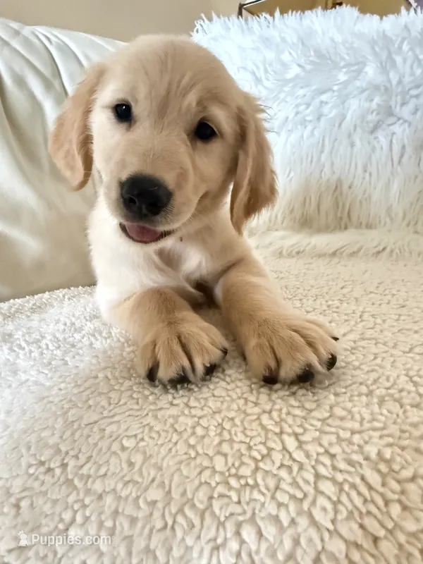 Fiona Orange – Golden Retriever puppy for sale in Orlando, FL