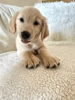 Fiona Orange, a female Golden Retriever for sale in Orlando, FL – 1 of 3