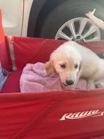 Ms Red, a female Golden Retriever for sale in Orlando, FL – 2 of 2