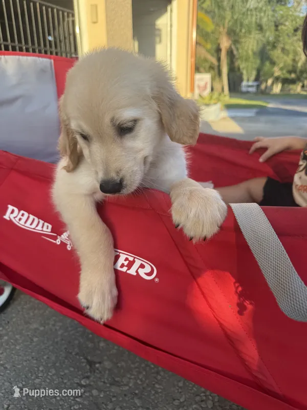 Ms Red – Golden Retriever puppy for sale in Orlando, FL