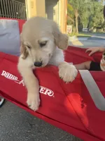 Ms Red, a female Golden Retriever for sale in Orlando, FL – 1 of 2