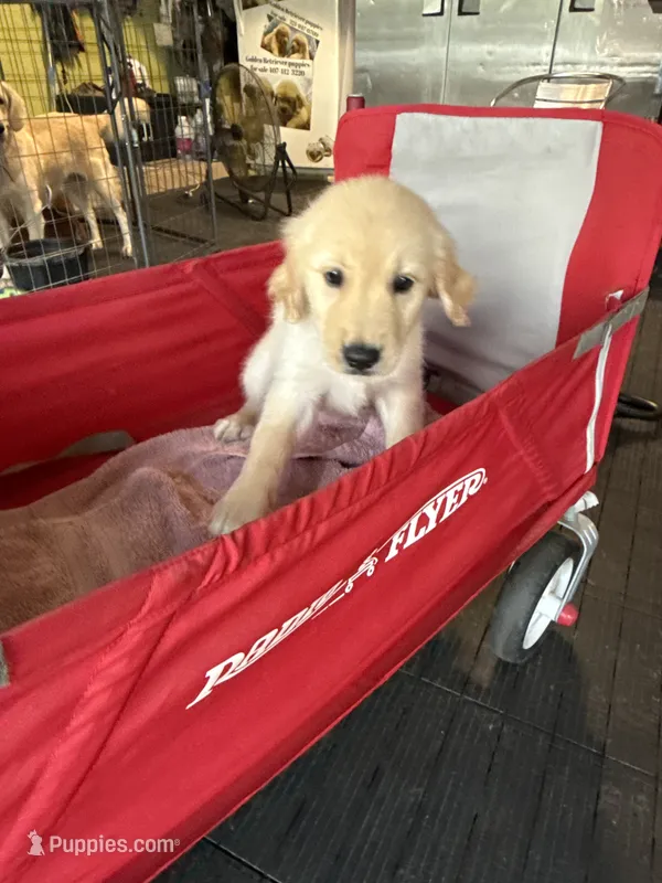 Ms violet – Golden Retriever puppy for sale in Orlando, FL