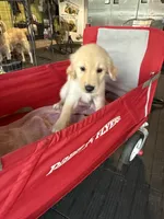 Ms violet, a female Golden Retriever for sale in Orlando, FL – 1 of 1