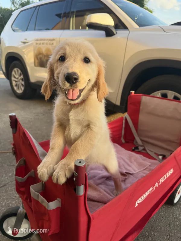 Ms Pinky – Golden Retriever puppy for sale in Orlando, FL
