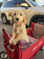 Ms Pinky, a female Golden Retriever for sale in Orlando, FL – 1 of 1