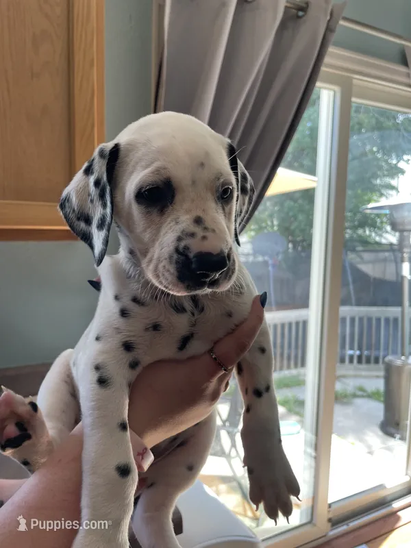 Puppy – Dalmatian puppy for sale in Fountain, CO