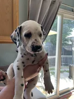 Puppy, a female Dalmatian for sale in Fountain, CO – 1 of 1