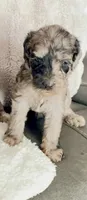 Hazel Pretty Girl , a female Goldendoodle for sale in Tarpon Springs, FL – 2 of 2