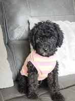 Pretty Girl, a female Goldendoodle for sale in Tarpon Springs, FL – Photo 1 of 3