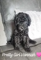 Pretty Girl, a female Goldendoodle for sale in Tarpon Springs, FL – Photo 2 of 3