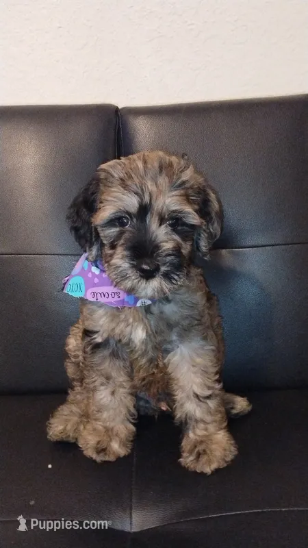 Doni – Goldendoodle puppy for sale in Tarpon Springs, FL