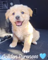 Max 🩵, a male Pembroke Welsh Corgi and Great Pyrenees for sale in Tarpon Springs, FL – Photo 2 of 5