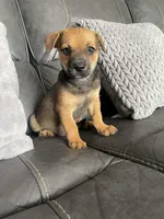 Jake, a male Chihuahua for sale in Tarpon Springs, FL – Photo 6 of 7