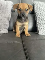 Jake, a male Chihuahua for sale in Tarpon Springs, FL – Photo 7 of 7