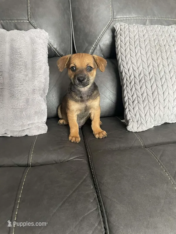 Jake – Chihuahua puppy for sale in Tarpon Springs, FL