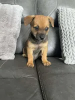 Jake, a male Chihuahua for sale in Tarpon Springs, FL – Photo 3 of 7