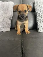 Jake, a male Chihuahua for sale in Tarpon Springs, FL – Photo 5 of 7